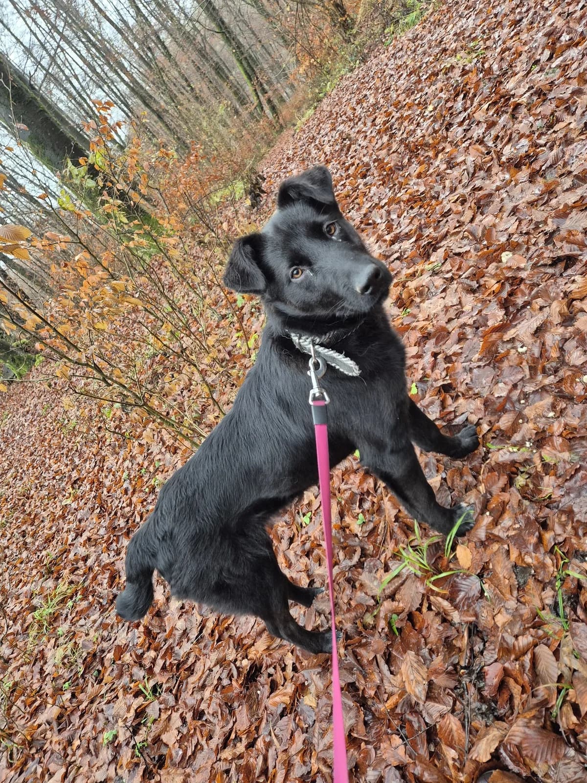 Luna, Mixed Breed for adoption at Društvo za dobrobit živali Anima, Miklavž na Dravskem polju