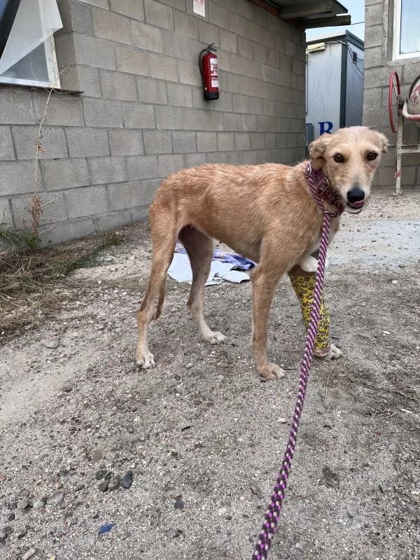 AMATISTA, female 4yo Galgo Español for adoption at Hrtji Svet, Ljubljana