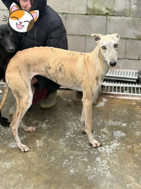 ARENA, female young Galgo Español for adoption at Hrtji Svet, Ljubljana
