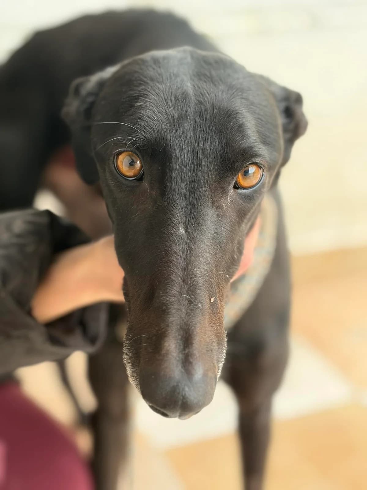AUGUSTO, male young Galgo Español for adoption at Hrtji Svet, Ljubljana