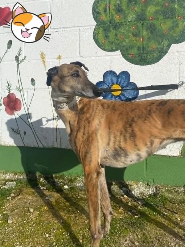 BELEZZA, Galgo Español (Hrtji Svet)
