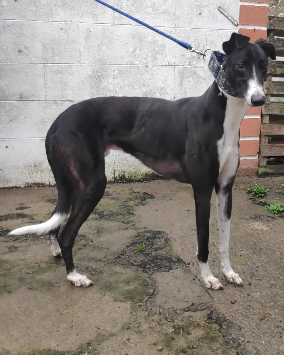 BIGSY, male 4yo Greyhound for adoption at Hrtji Svet, Ljubljana