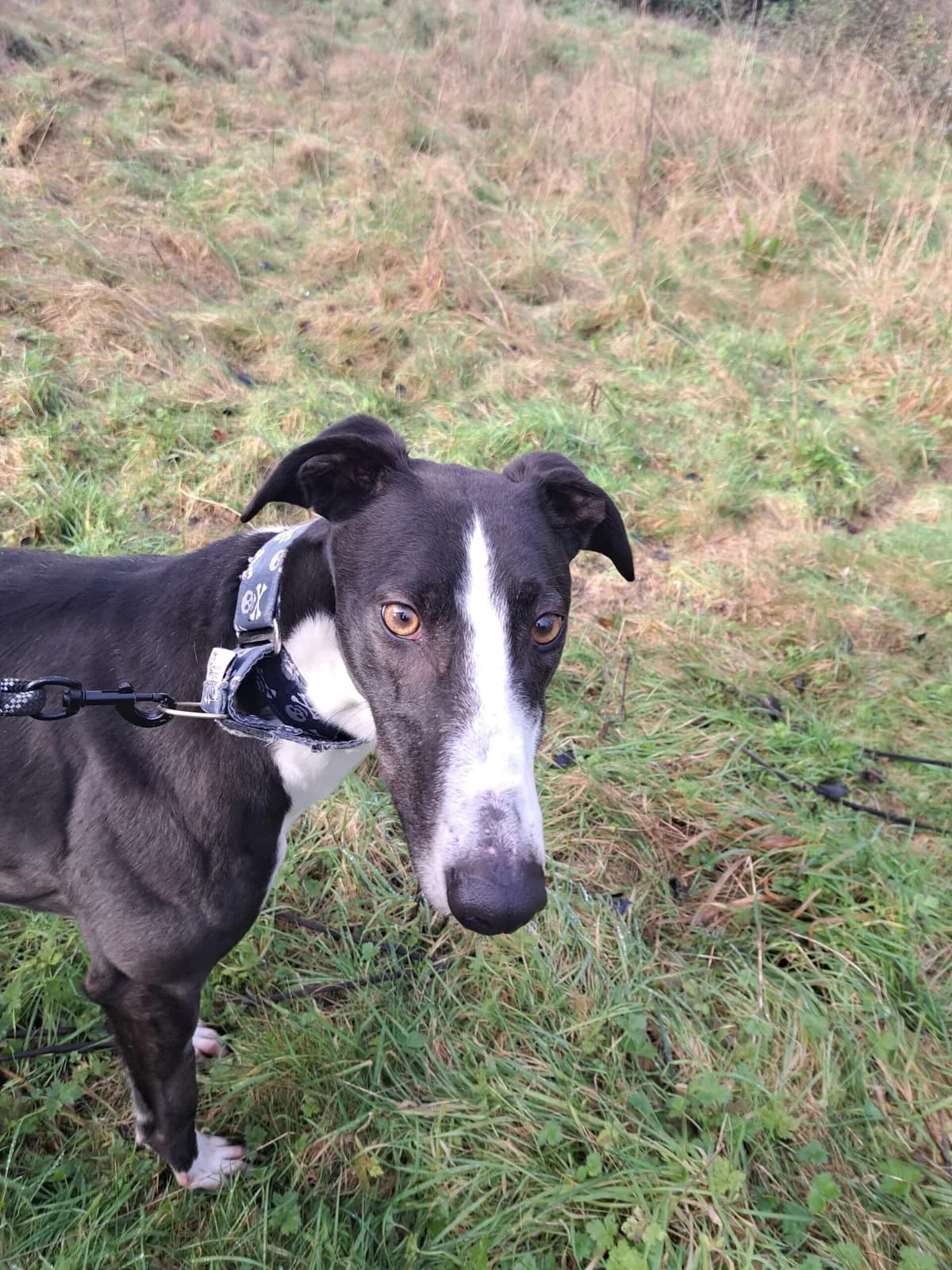 BUCK, male 3yo Greyhound for adoption at Hrtji Svet, Ljubljana
