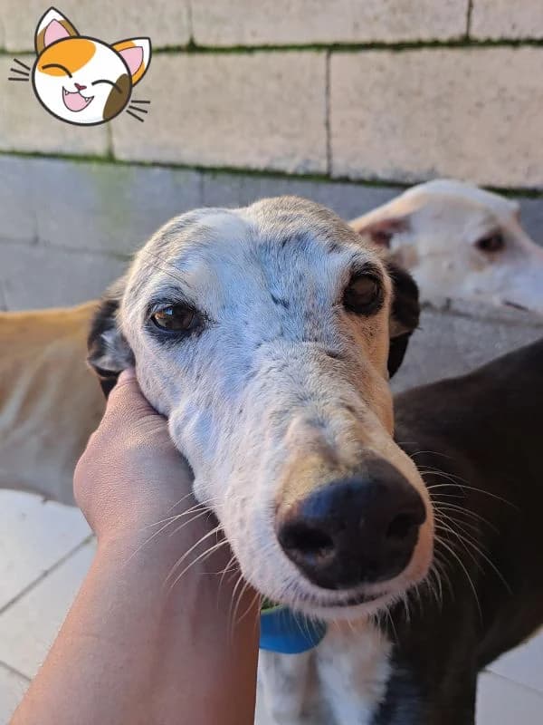 CAMPANERA, female senior Galgo Español for adoption at Hrtji Svet, Ljubljana