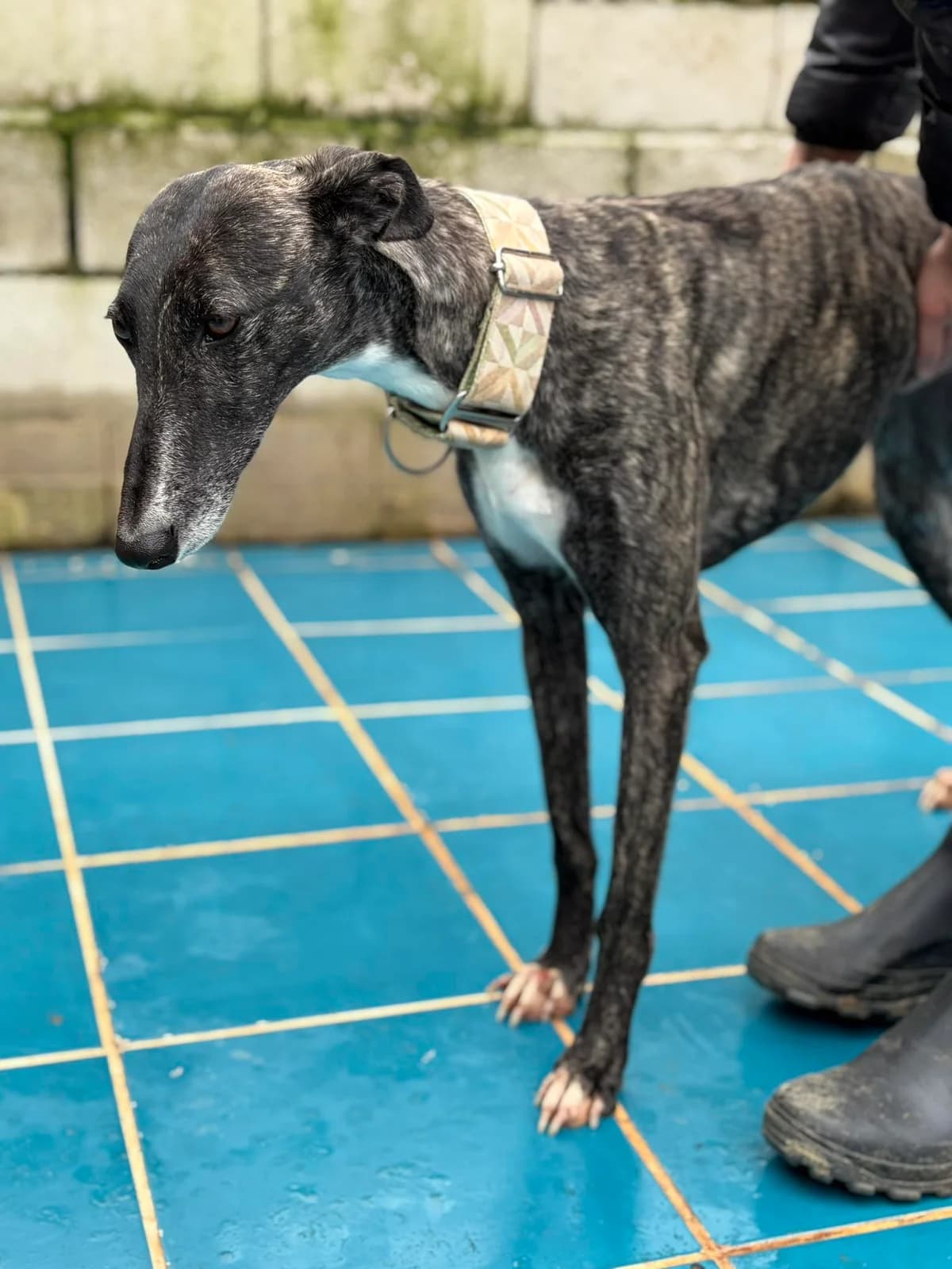 CASSIA, female 3yo Galgo Español for adoption at Hrtji Svet, Ljubljana