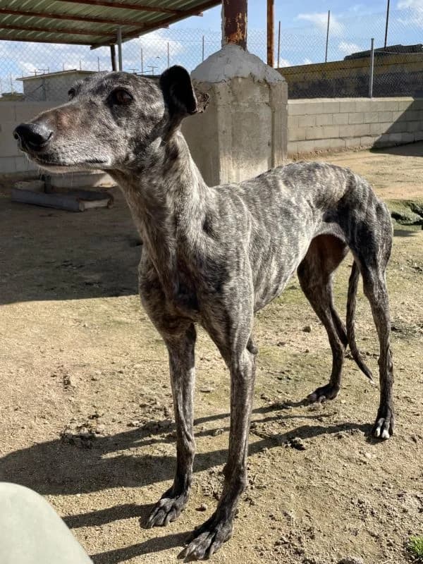 CHIRRY, female 6yo Galgo Español for adoption at Hrtji Svet, Ljubljana