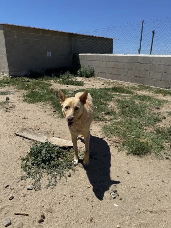 DANTE, male 6yo Podenco for adoption at Hrtji Svet, Ljubljana