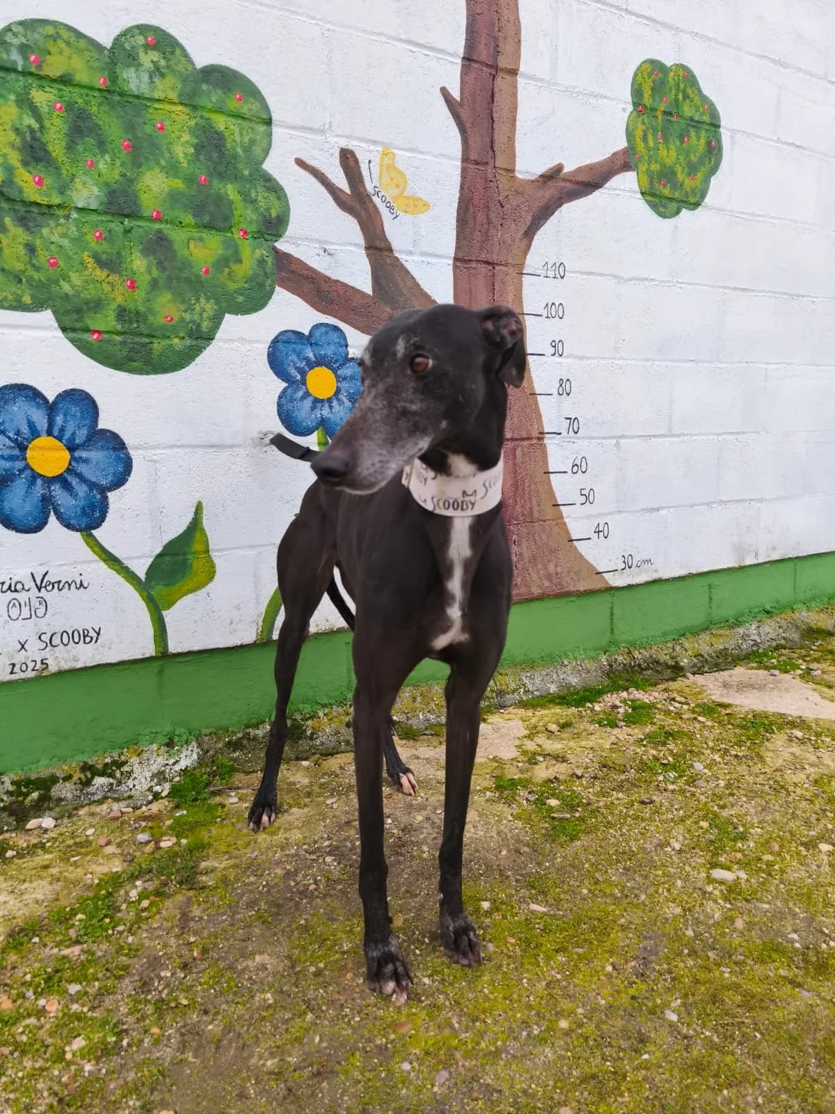 DEBORAH, female 5yo Galgo Español for adoption at Hrtji Svet, Ljubljana