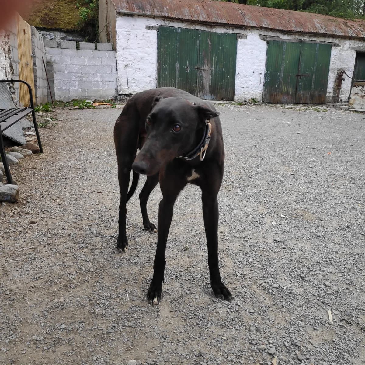 DELBOY, male young Greyhound for adoption at Hrtji Svet, Ljubljana