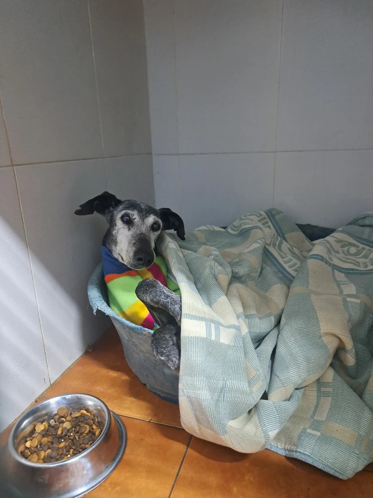 DESTINY, female senior Galgo Español for adoption at Hrtji Svet, Ljubljana