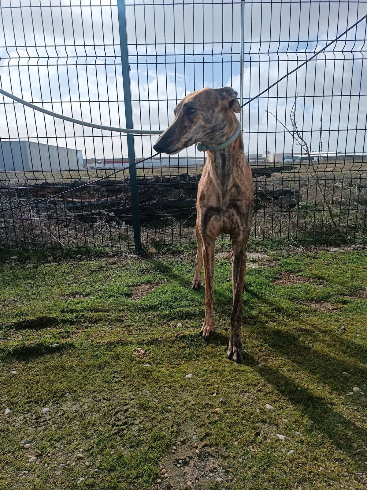 EGLE, female young Galgo Español for adoption at Hrtji Svet, Ljubljana