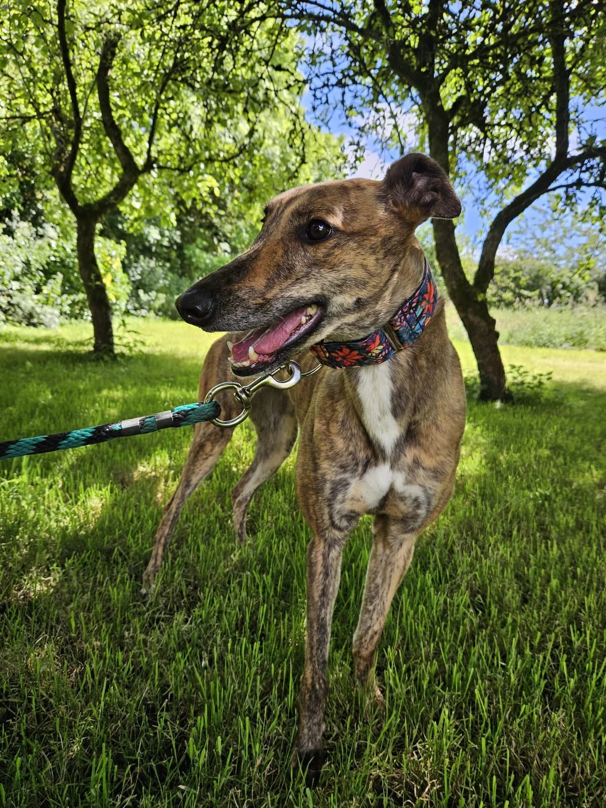 EOS, female Greyhound for adoption at Hrtji Svet, Ljubljana