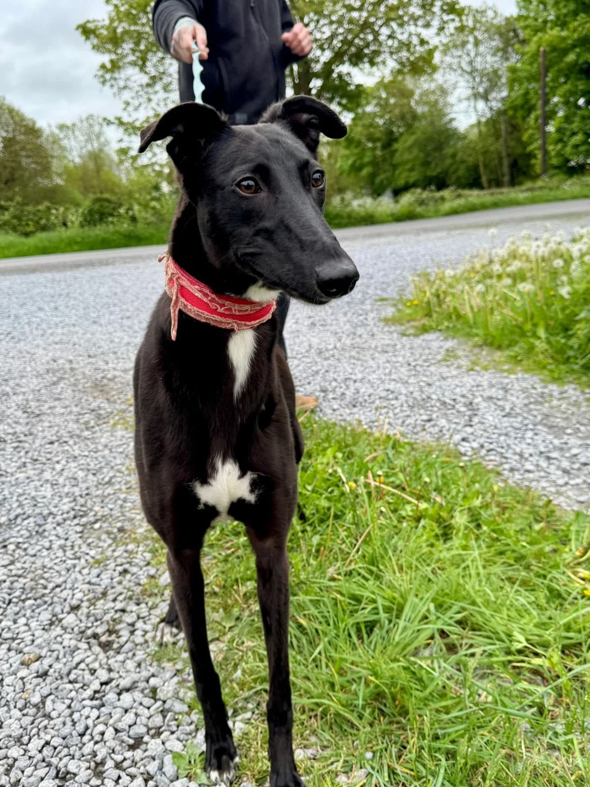 FIA, female young Lurcher for adoption at Hrtji Svet, Ljubljana