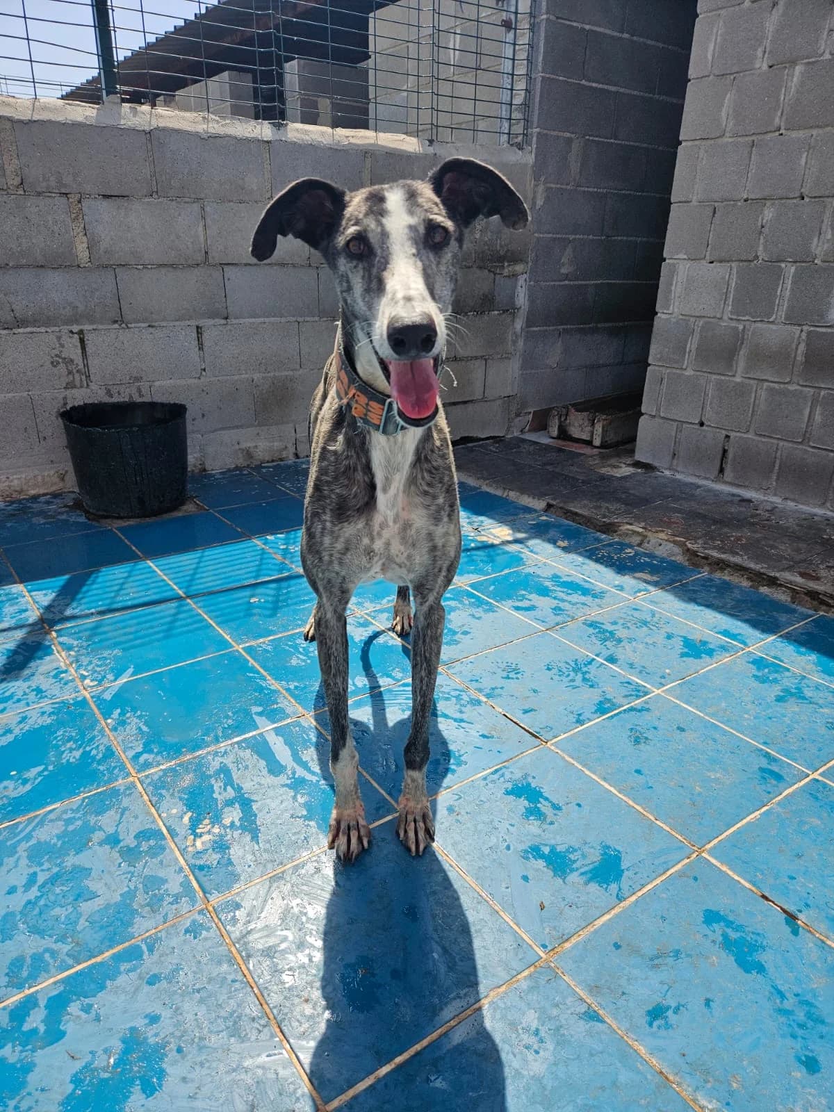 FLAMENCO, male 6yo Galgo Español for adoption at Hrtji Svet, Ljubljana