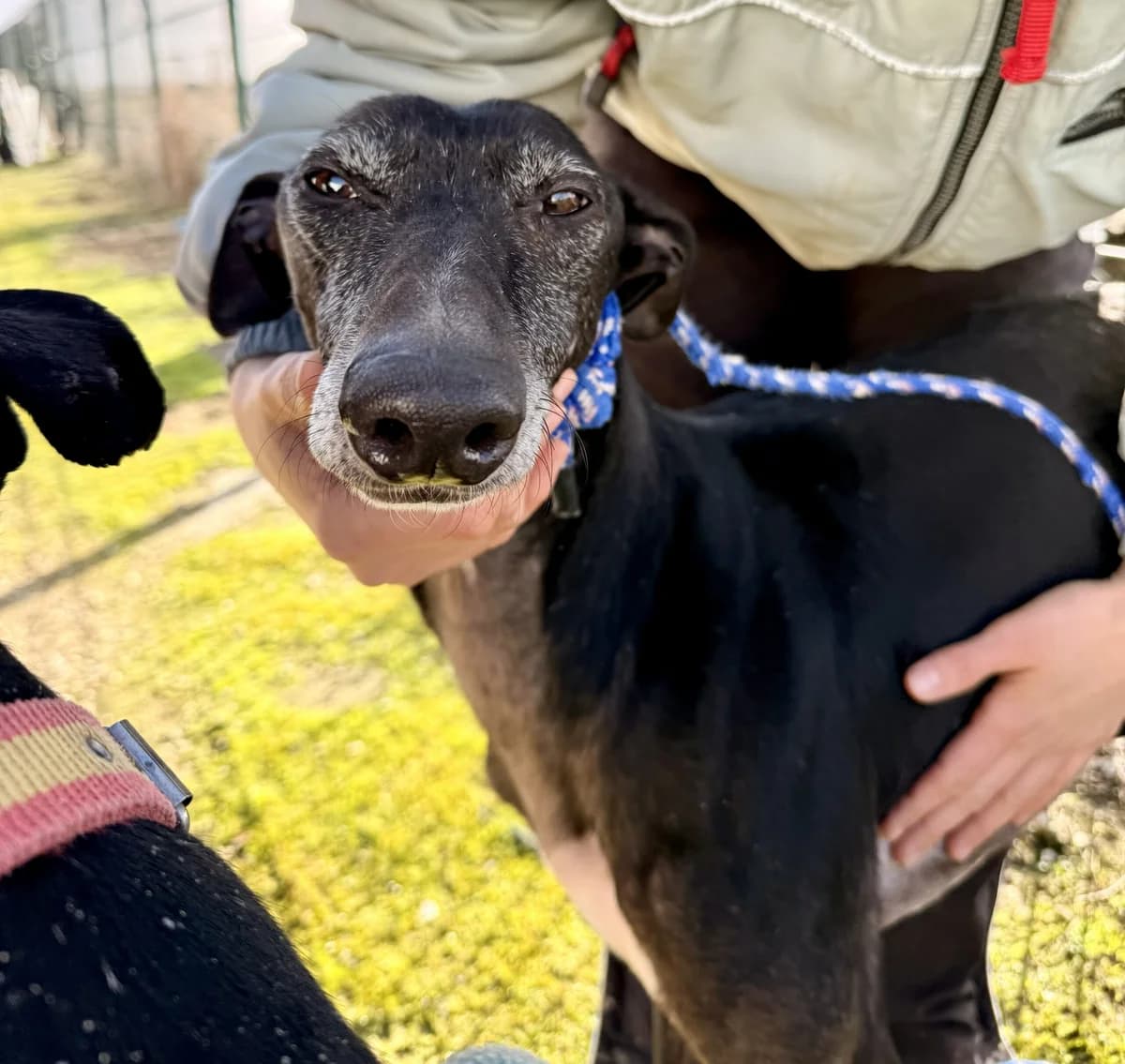 FRED, male 5yo Galgo Español for adoption at Hrtji Svet, Ljubljana