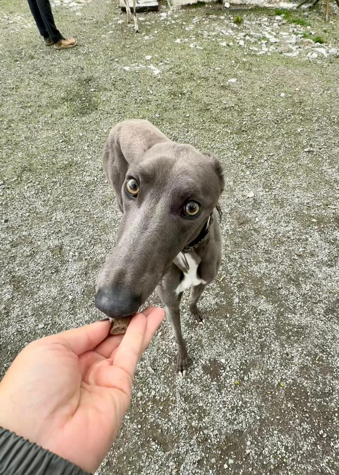 GEARÓID, Greyhound (Hrtji Svet)