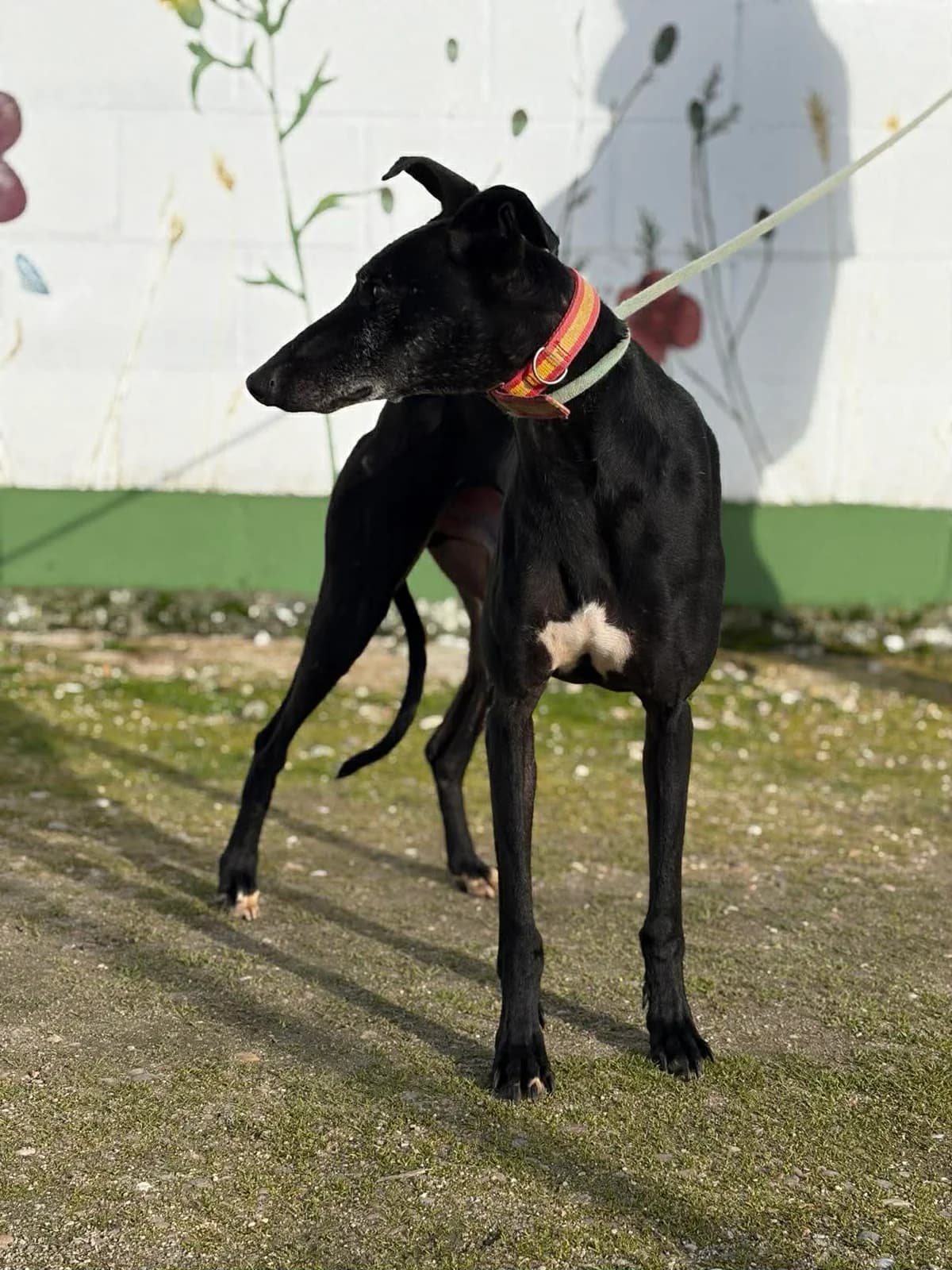 ASTAIRE, male 5yo Galgo Español for adoption at Hrtji Svet, Ljubljana