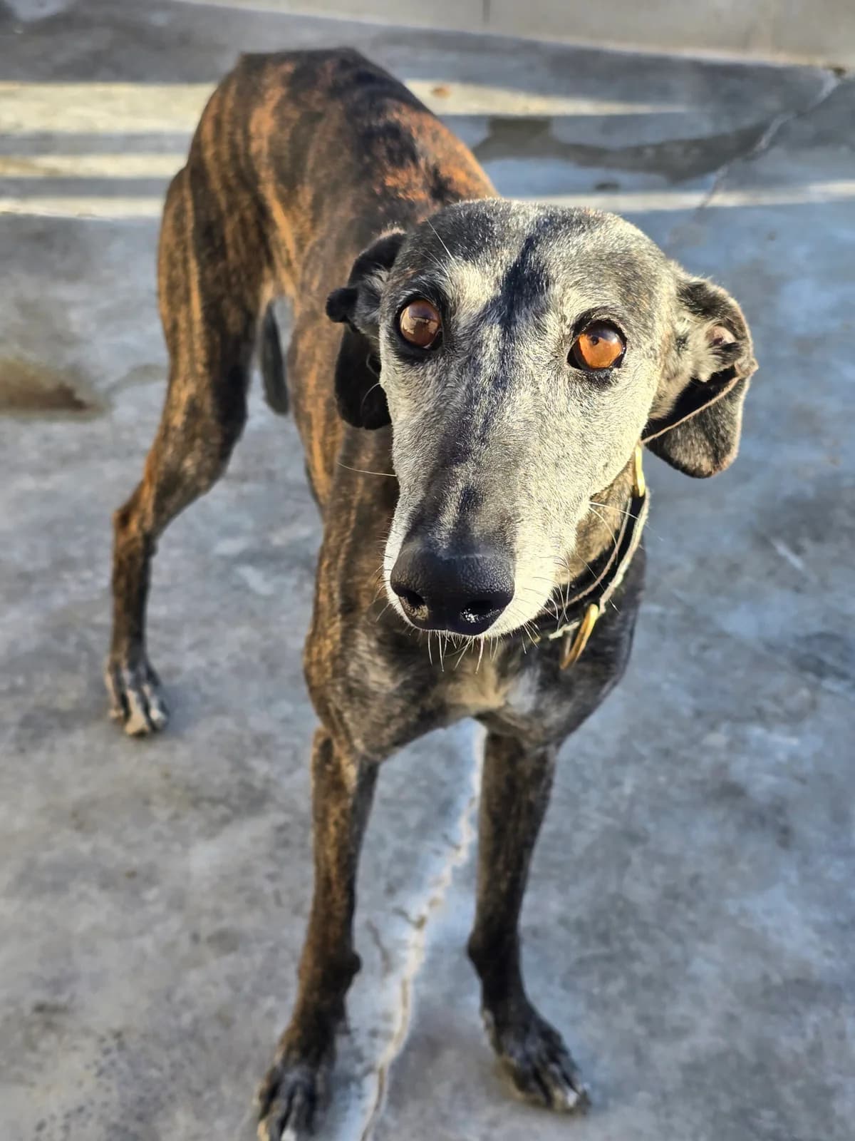 GITANA, female 7yo Galgo Español for adoption at Hrtji Svet, Ljubljana