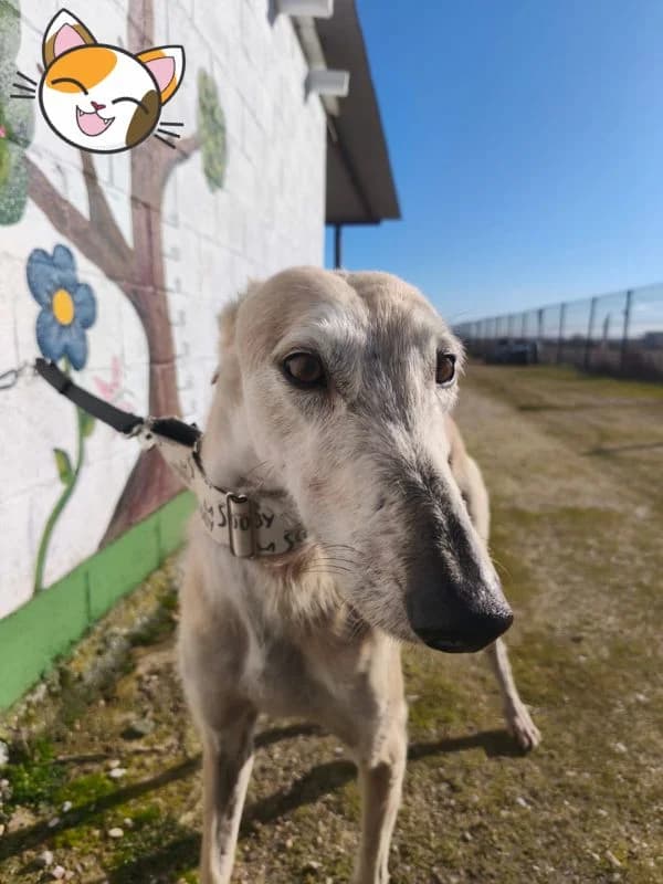 GOLDI, male Galgo Español for adoption at Hrtji Svet, Ljubljana