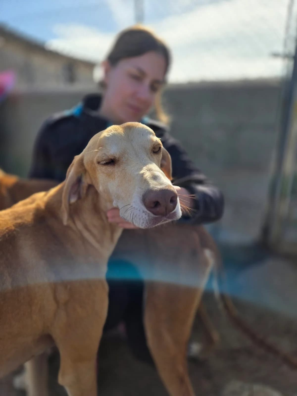 GONZALO, male 5yo Galgo Español for adoption at Hrtji Svet, Ljubljana