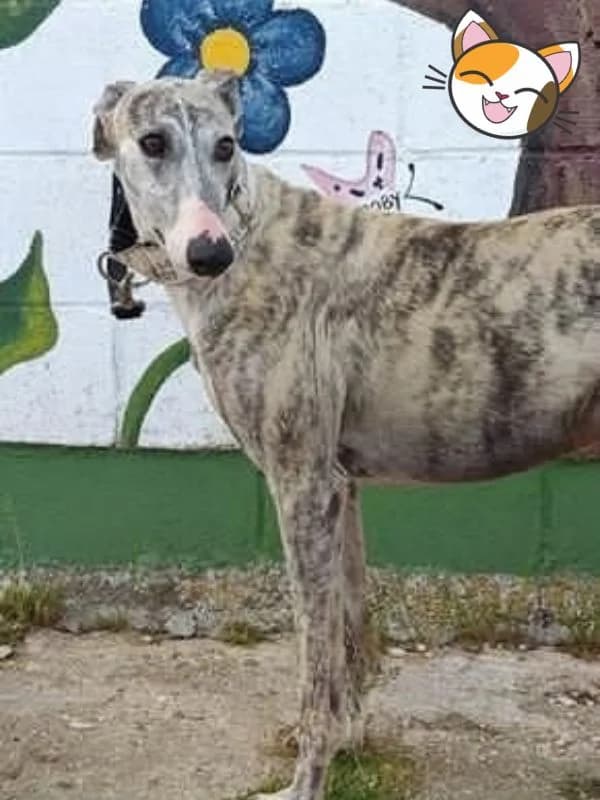HORATIO, Galgo Español (Hrtji Svet)