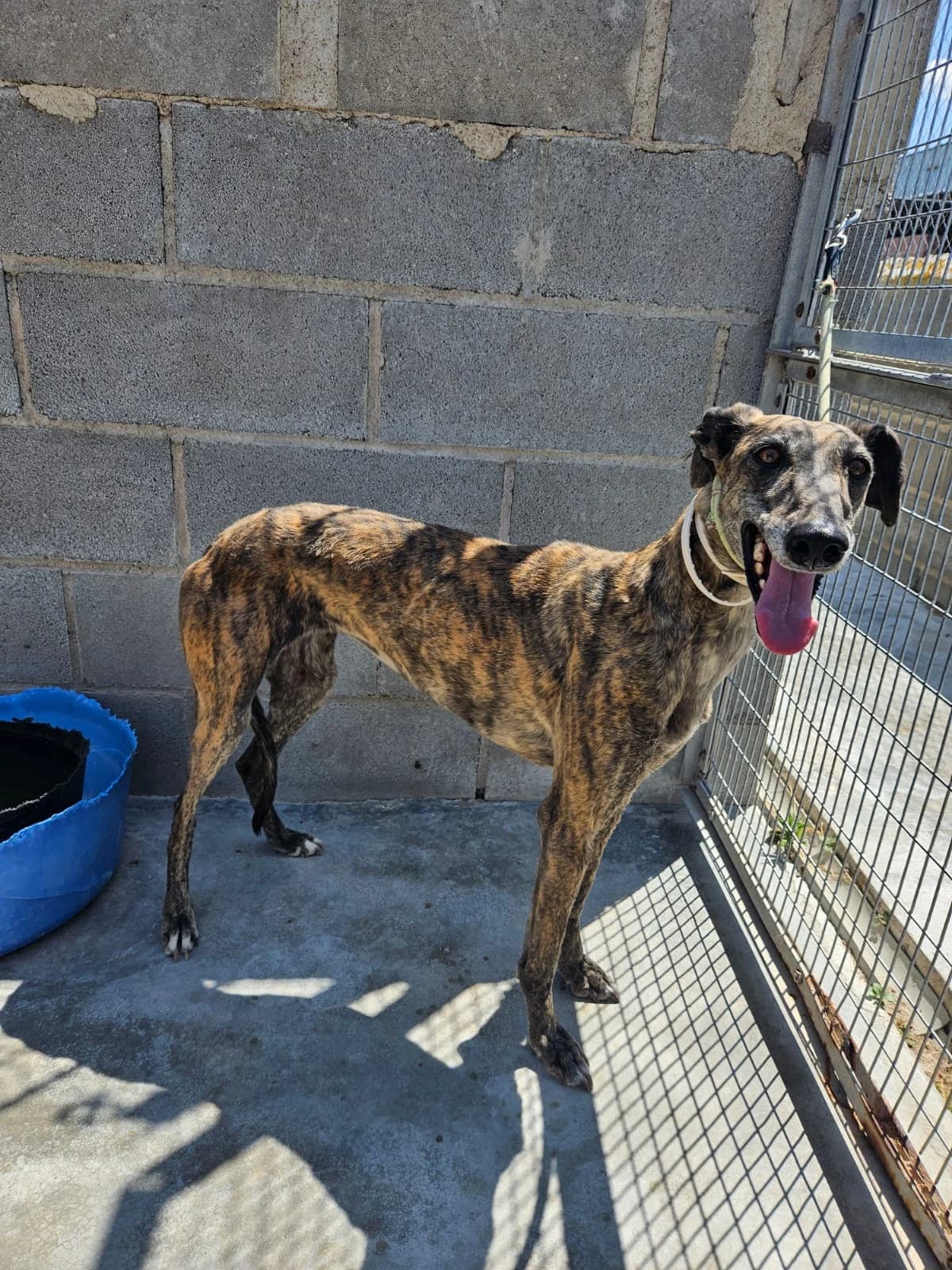 HUERTA, female 5yo Galgo Español for adoption at Hrtji Svet, Ljubljana