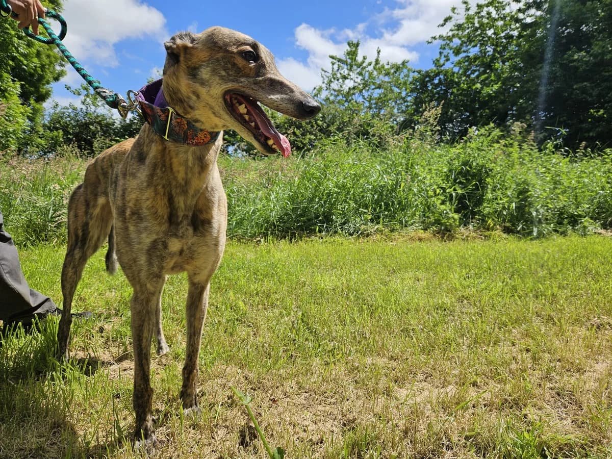 HYDE, female 4yo Greyhound for adoption at Hrtji Svet, Ljubljana