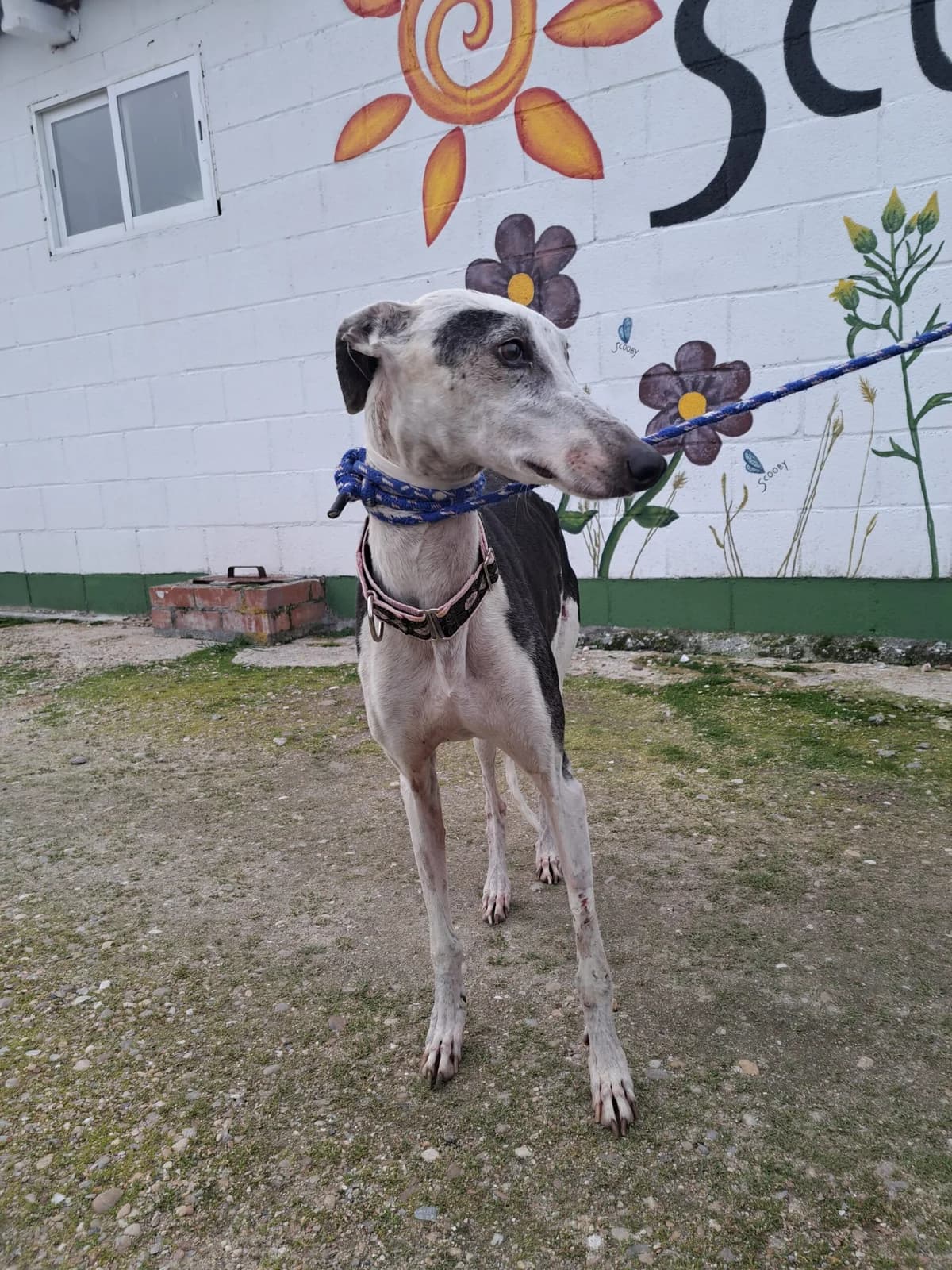INDIA, female 6yo Galgo Español for adoption at Hrtji Svet, Ljubljana