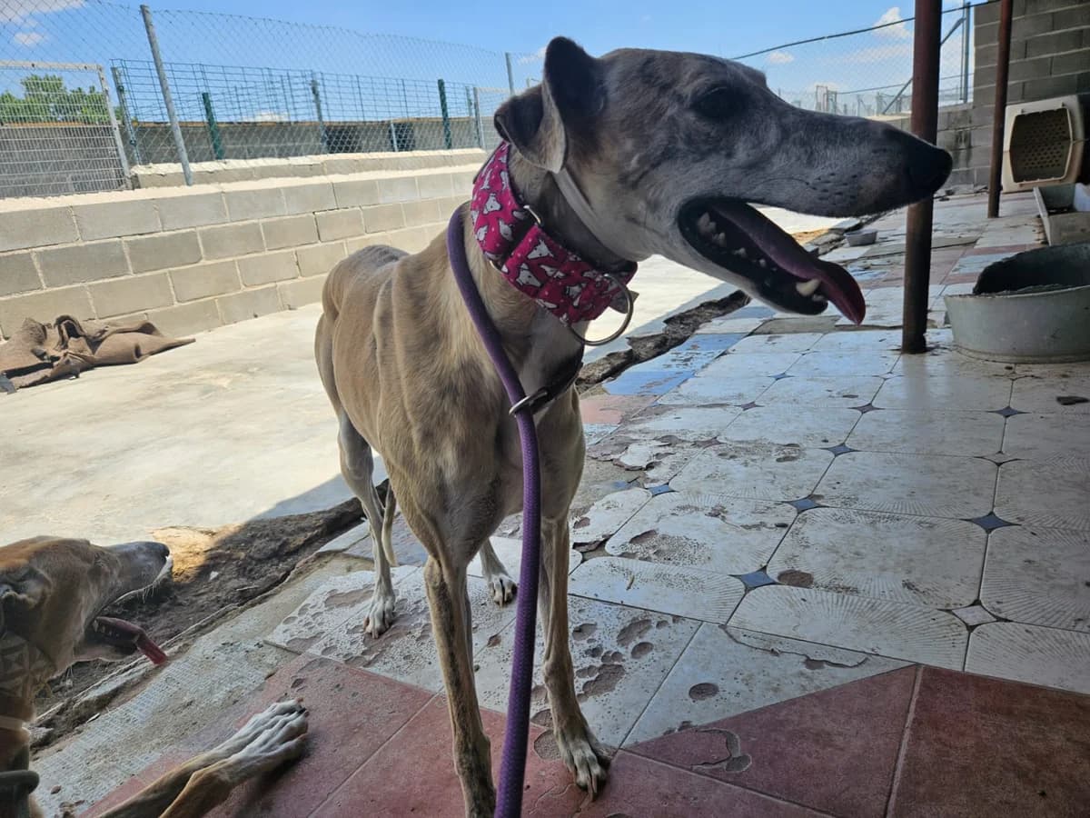 JALEO, male 4yo Galgo Español for adoption at Hrtji Svet, Ljubljana