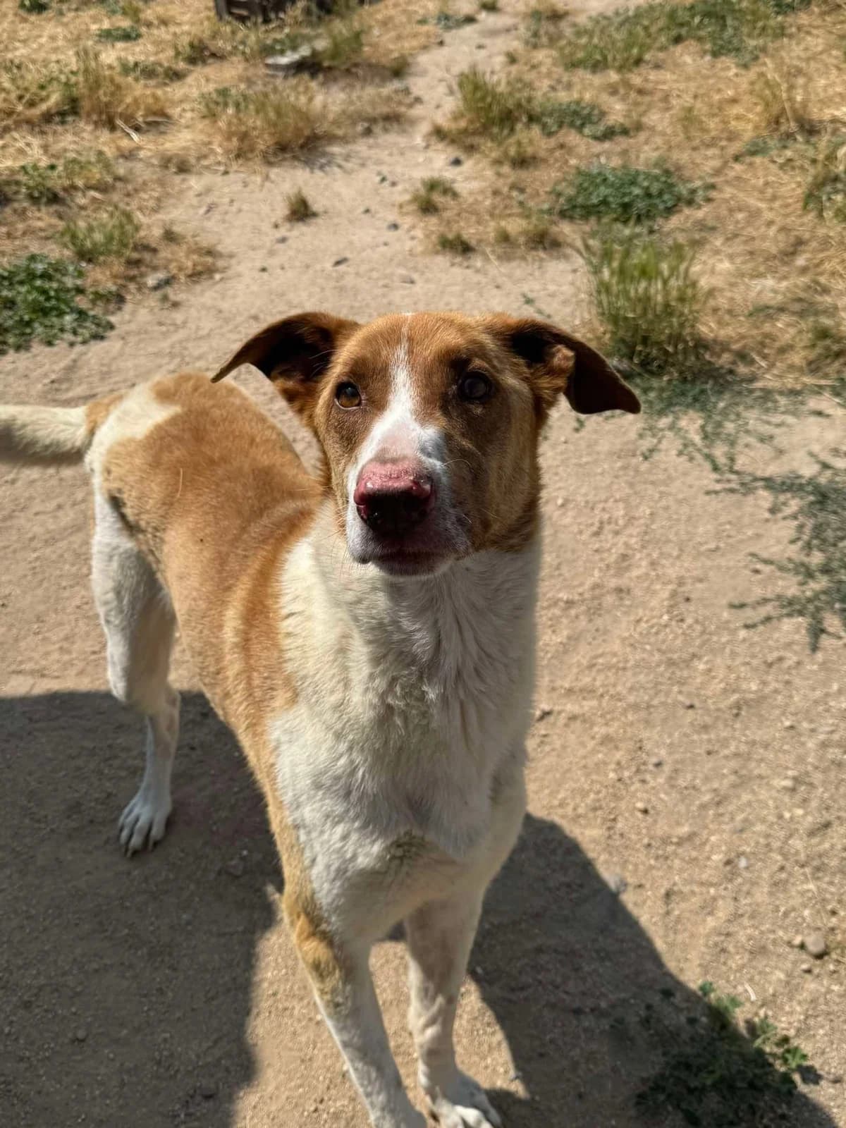 JOSE, male 7yo Podenco for adoption at Hrtji Svet, Ljubljana