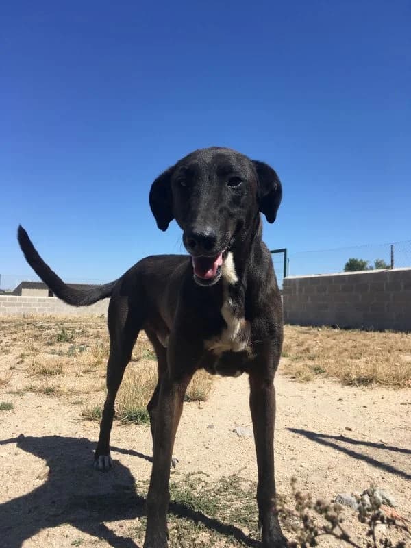 JUPITER, male 6yo Galgo Español for adoption at Hrtji Svet, Ljubljana