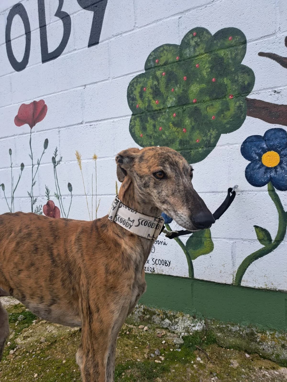 KARIM, male 5yo Galgo Español for adoption at Hrtji Svet, Ljubljana