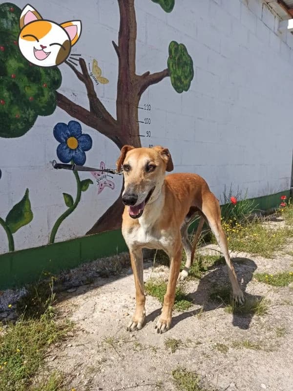 KING, Galgo Español (Hrtji Svet)