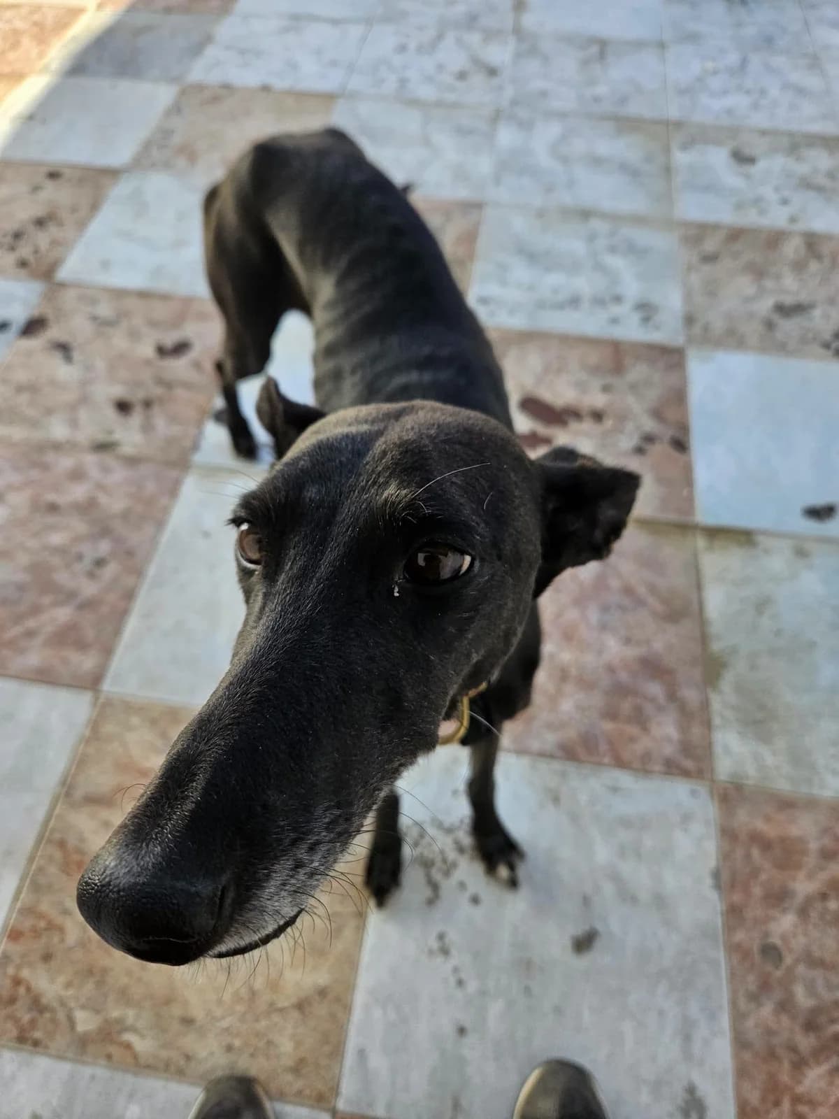 LAGARTIJA, female 7yo Galgo Español for adoption at Hrtji Svet, Ljubljana