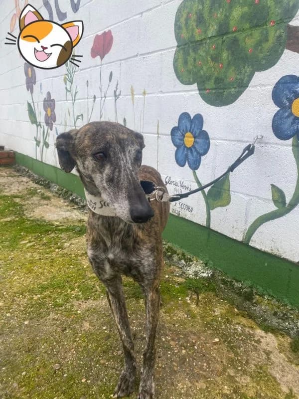 LAVANDA, Galgo Español (Hrtji Svet)