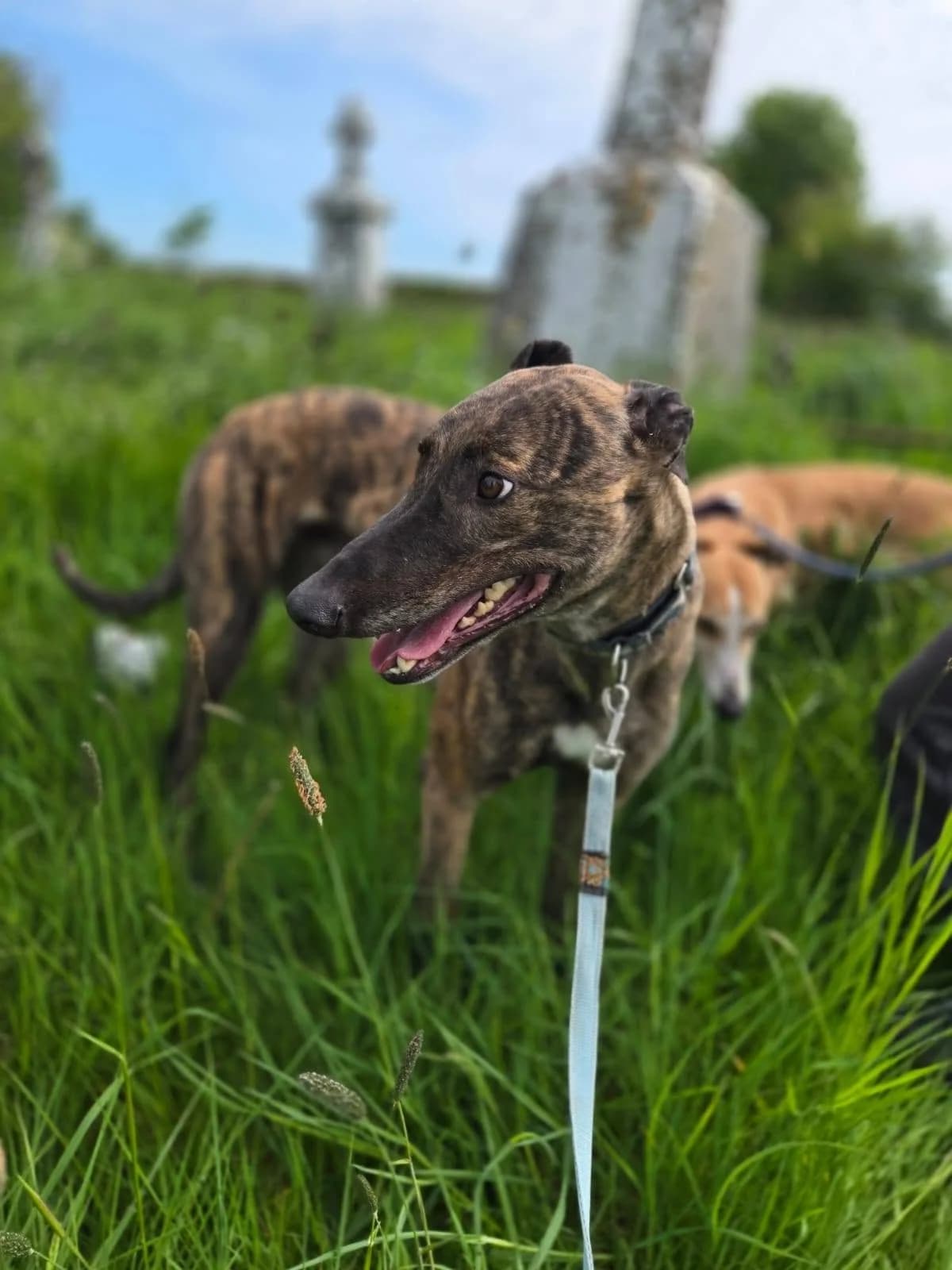 LYLES, male 3yo Greyhound for adoption at Hrtji Svet, Ljubljana