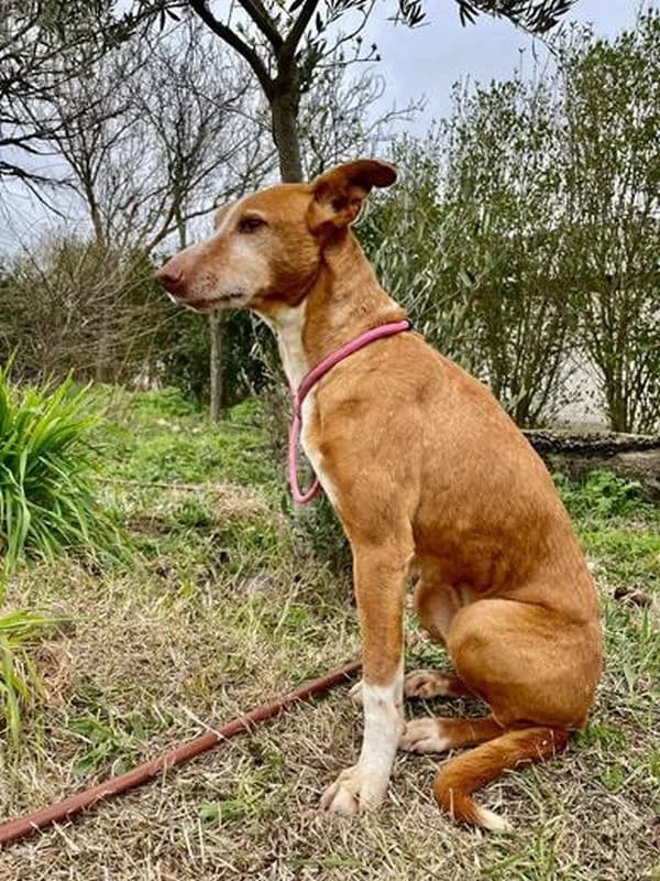 MARIANITA, female senior Podenco for adoption at Hrtji Svet, Ljubljana