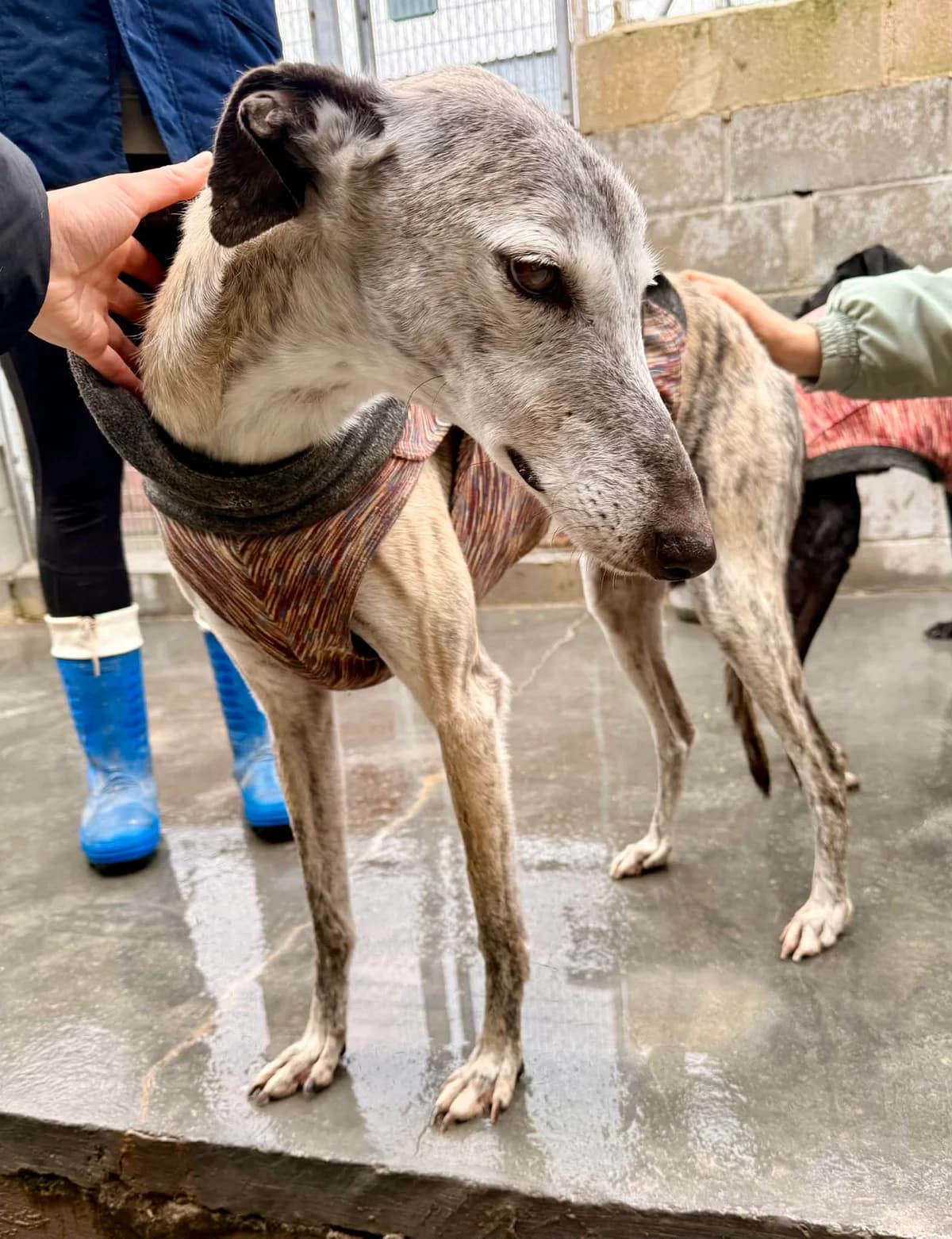 MARQUES, male 7yo Galgo Español for adoption at Hrtji Svet, Ljubljana