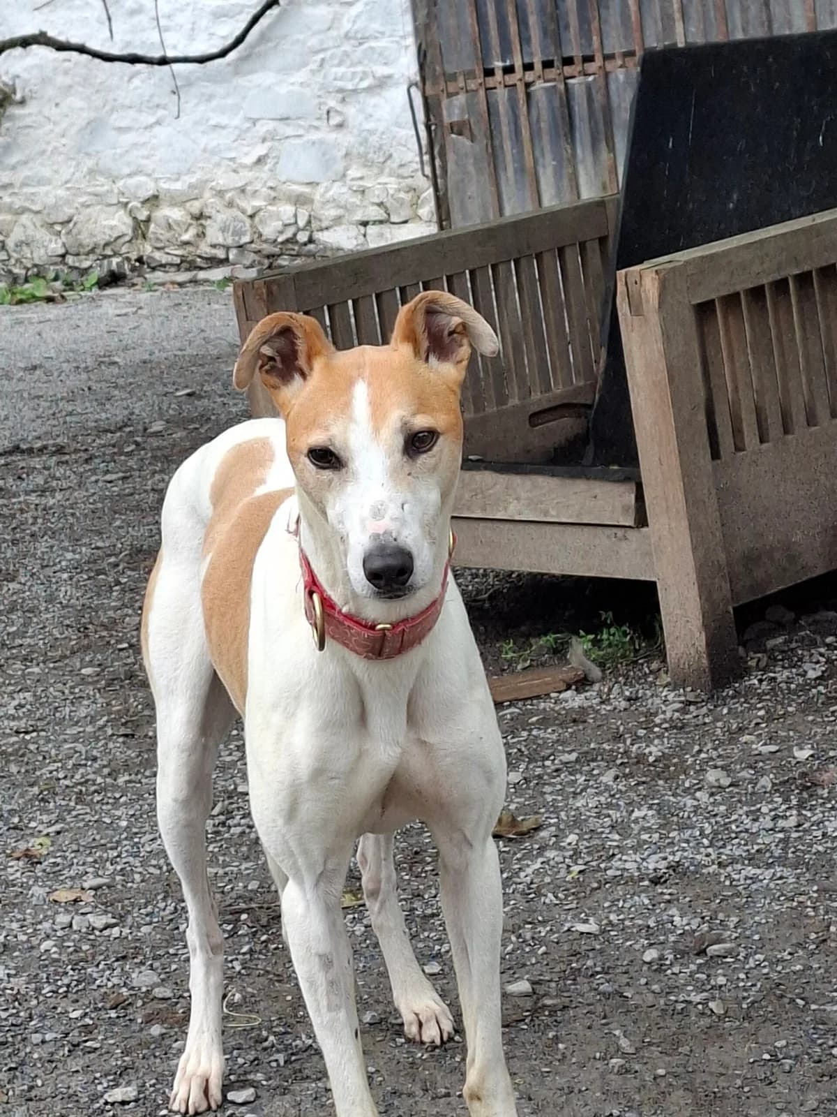 MARVIN, male 3yo Lurcher for adoption at Hrtji Svet, Ljubljana