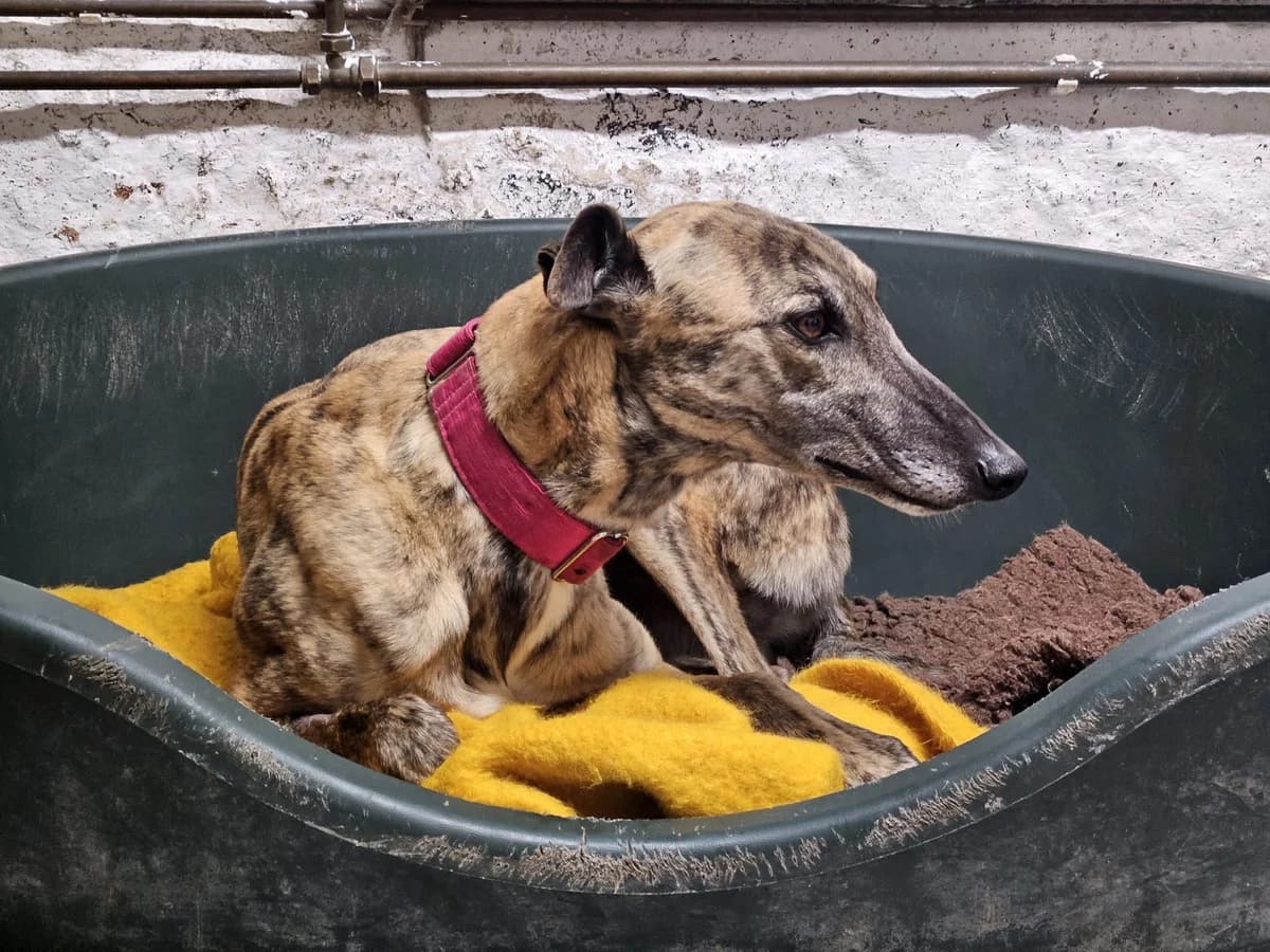 MARY, female Greyhound for adoption at Hrtji Svet, Ljubljana