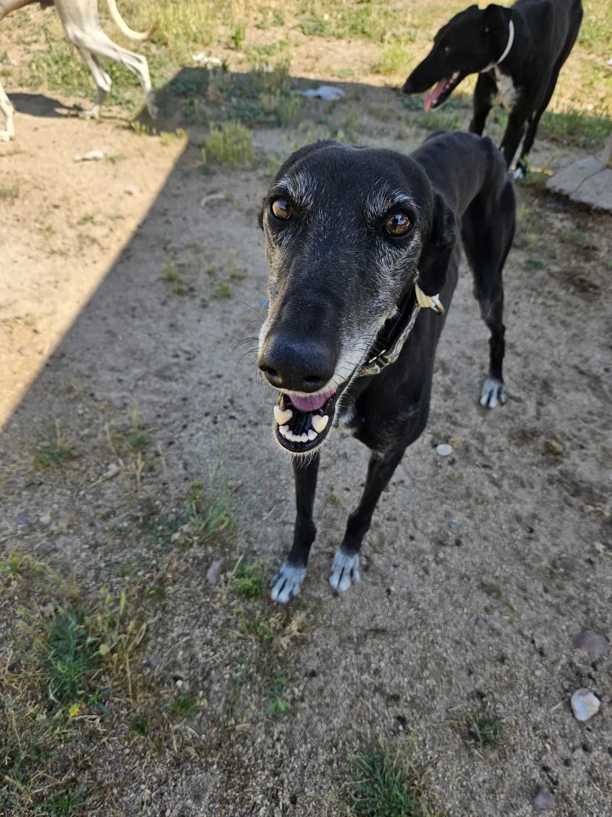 NERON, male 6yo Galgo Español for adoption at Hrtji Svet, Ljubljana