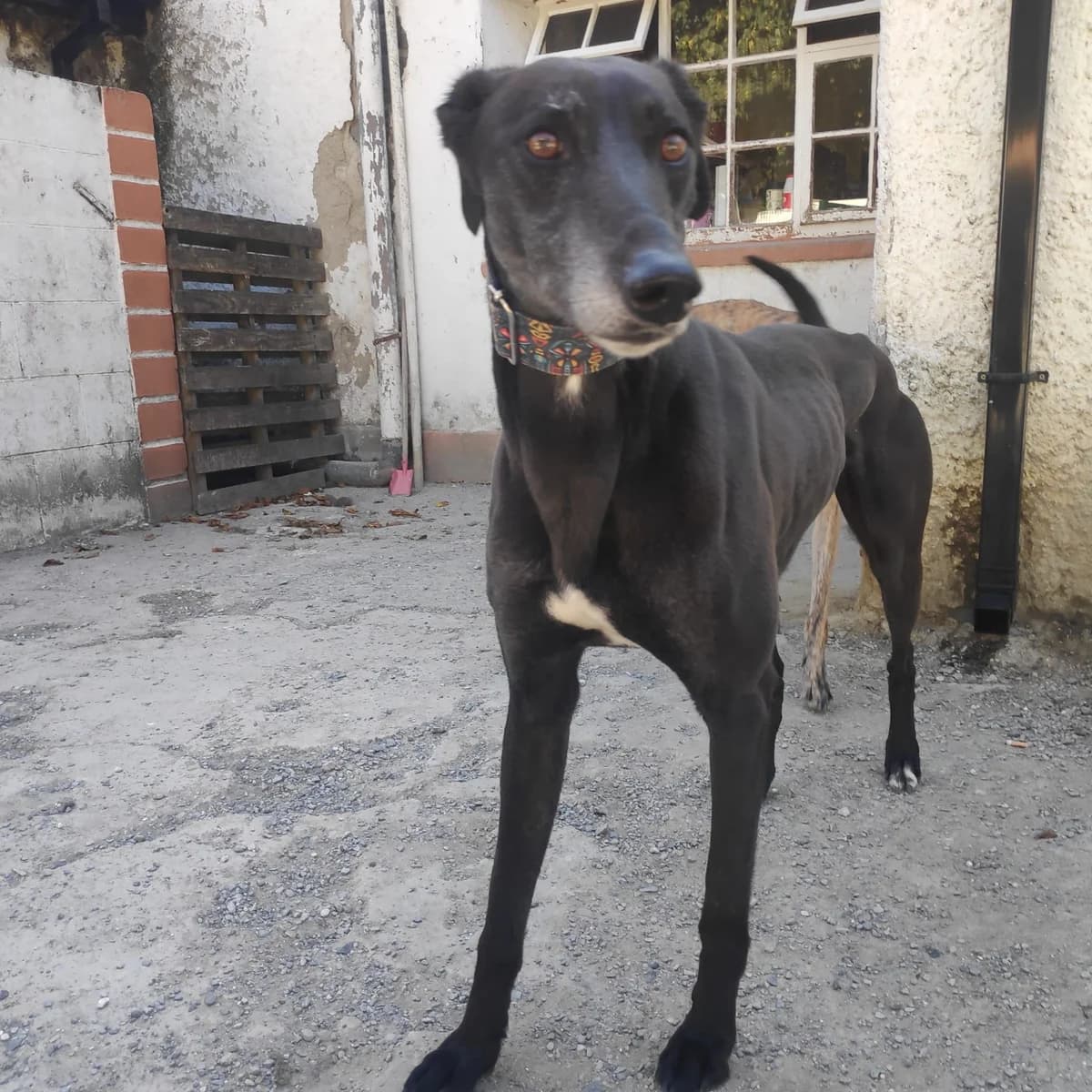OLLIE, male 6yo Lurcher for adoption at Hrtji Svet, Ljubljana