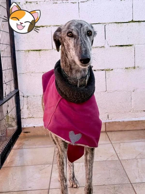 ONIX, male 3yo Galgo Español for adoption at Hrtji Svet, Ljubljana