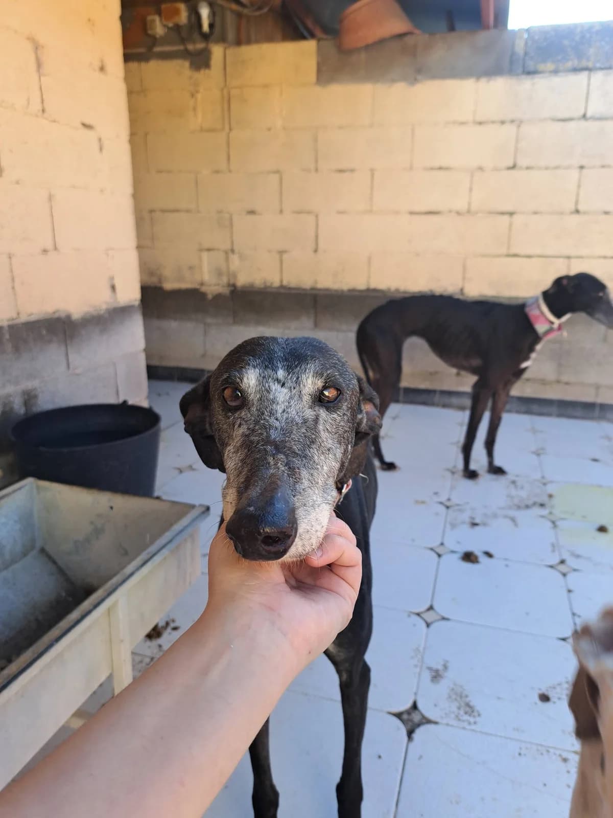 OTTAWA, female senior Galgo Español for adoption at Hrtji Svet, Ljubljana