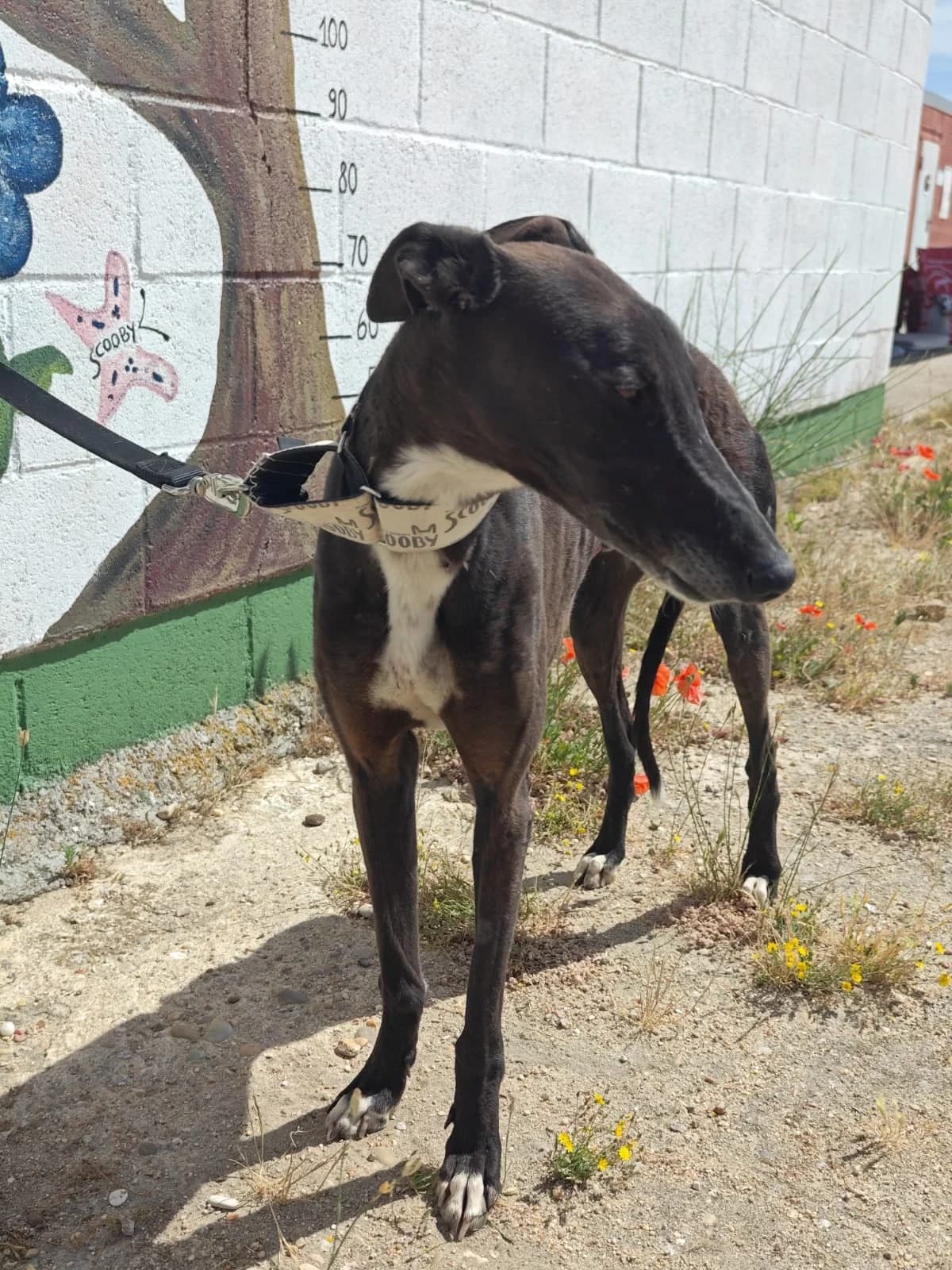 PATRICK, male Galgo Español for adoption at Hrtji Svet, Ljubljana