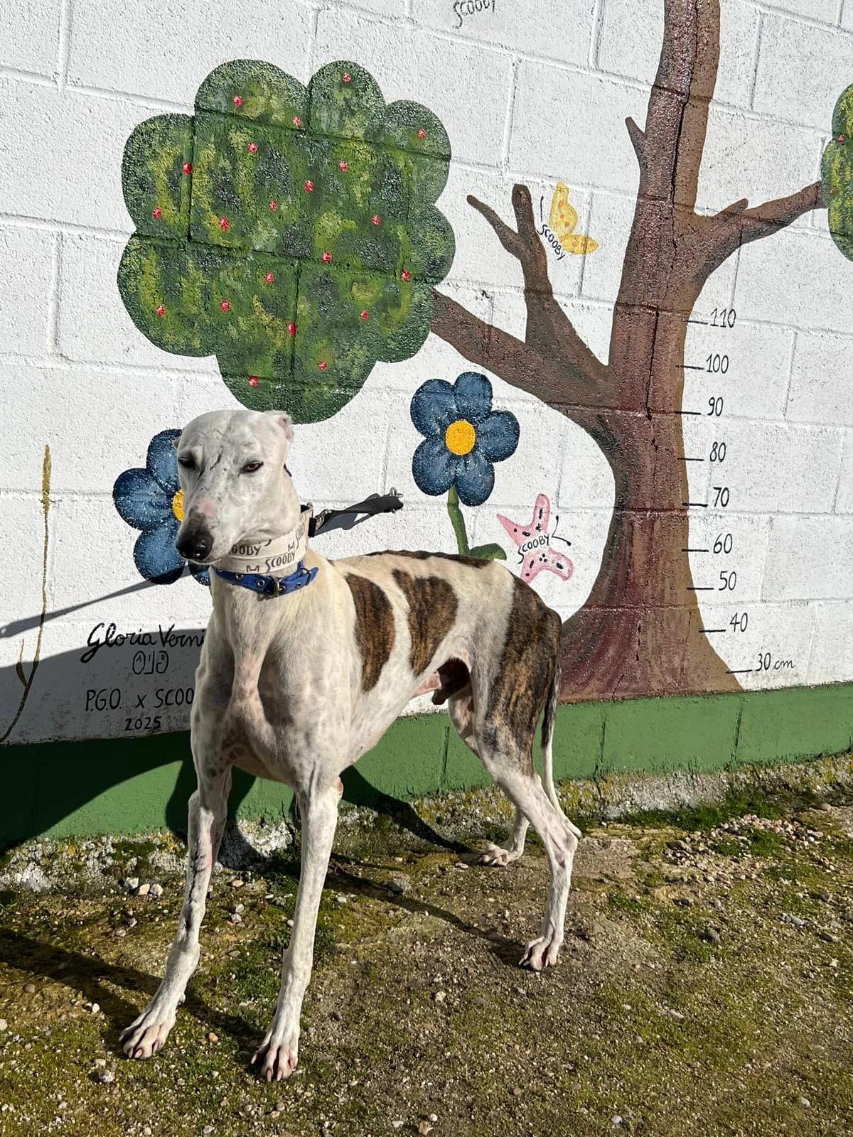 PEPO, male senior Galgo Español for adoption at Hrtji Svet, Ljubljana
