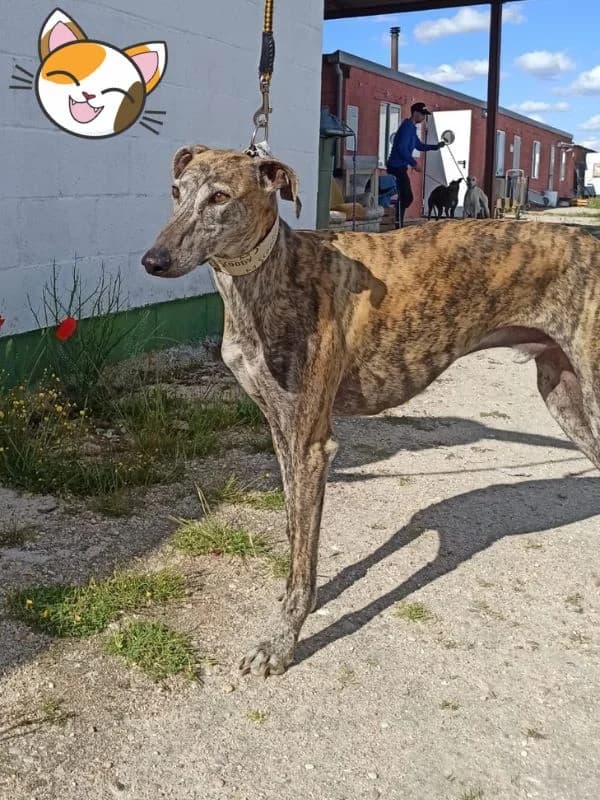 Prince, Galgo Español (Kočičí Útulna Sissi (Praha))