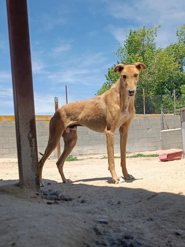 RENO, male 6yo Galgo Español for adoption at Hrtji Svet, Ljubljana