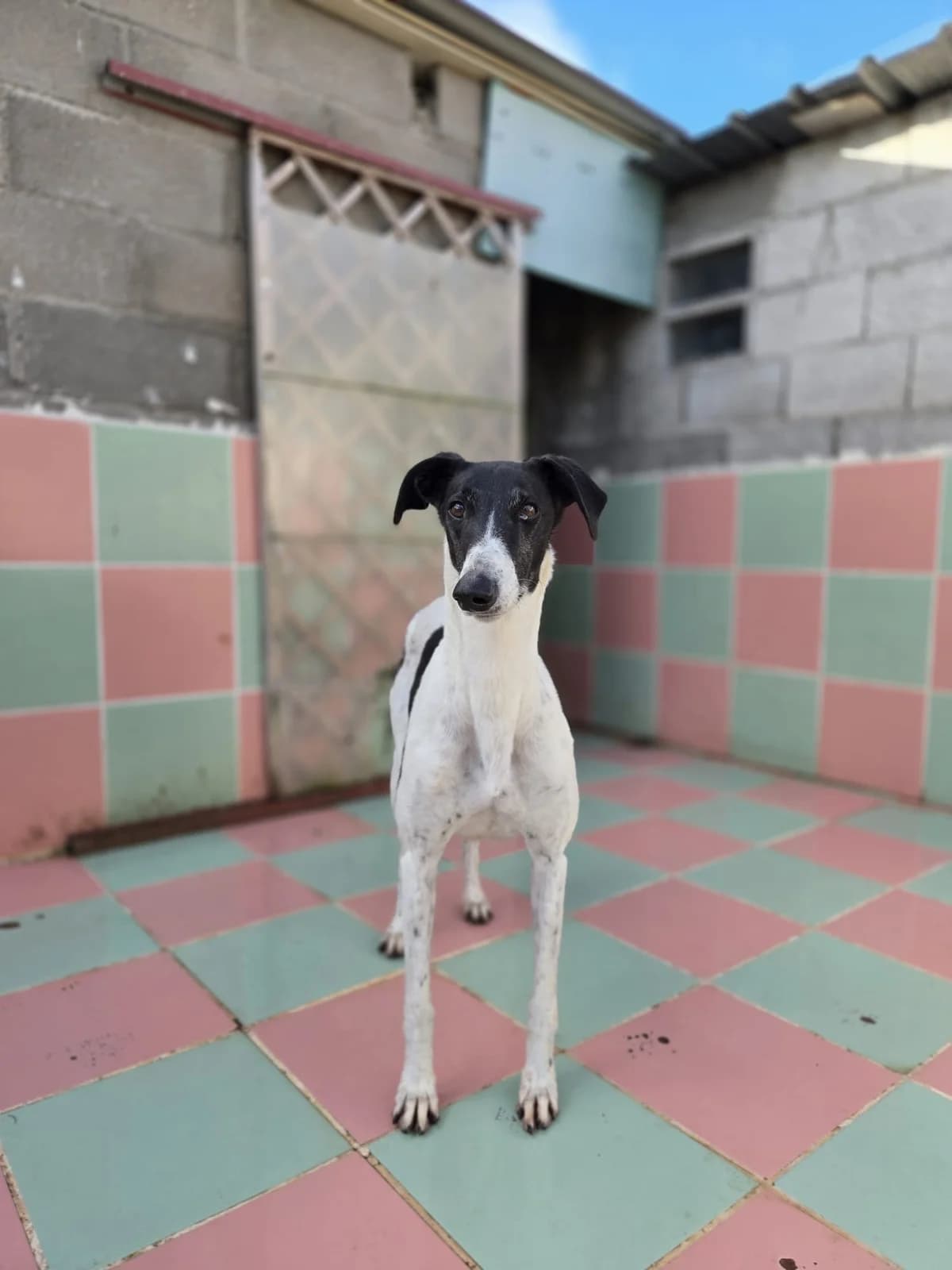 ROCI, female 5yo Galgo Español for adoption at Hrtji Svet, Ljubljana