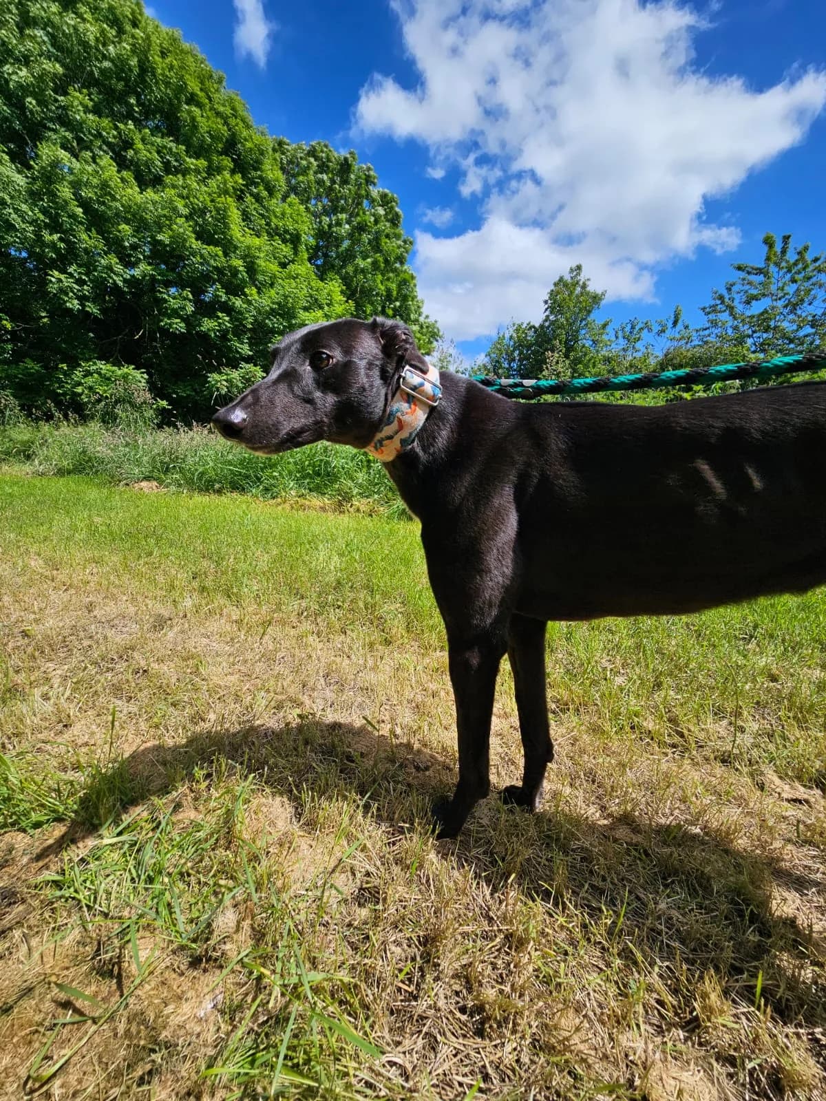 ROSIE, female 3yo Greyhound for adoption at Hrtji Svet, Ljubljana